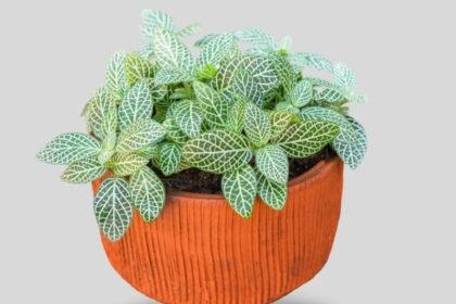 Fittonia plant for home as per vastu