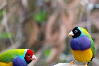 Most Popular Talking Bird Species