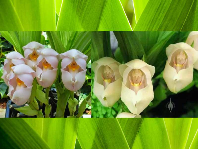 Baby Doll Orchid (Anguloa uniflora) Look Like Animals