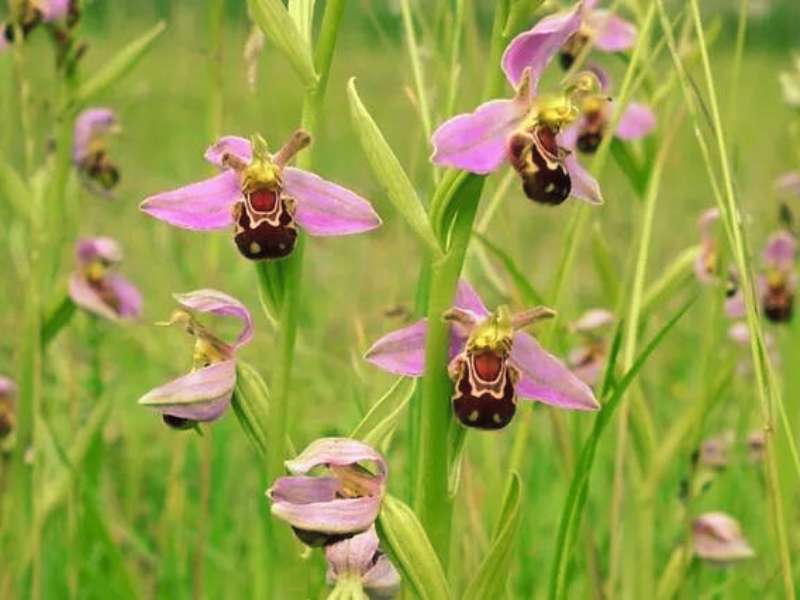 Bee Orchid Flowering Plants That Look Like Animals