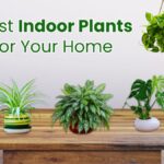 Best Indoor Plants for Your Home