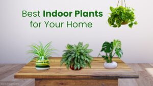 Best Indoor Plants for Your Home