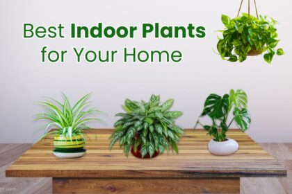 Best Indoor Plants for Your Home