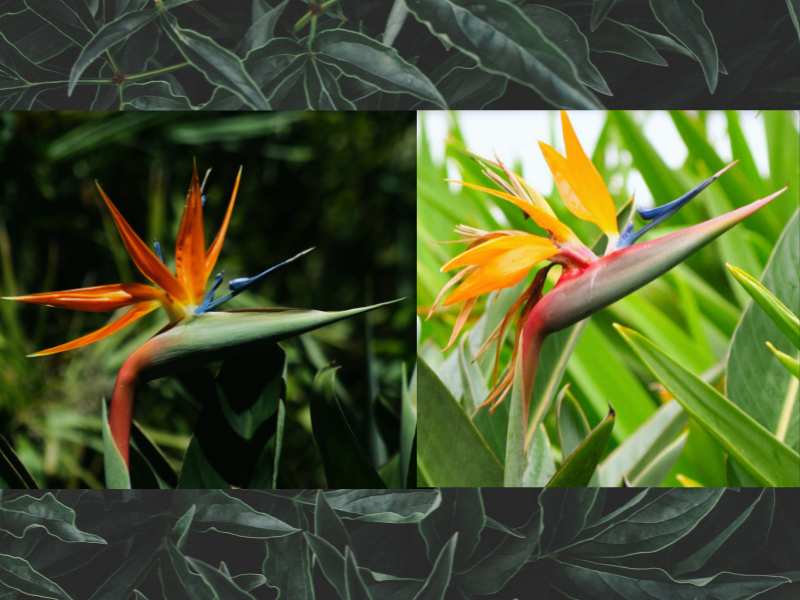 Bird of Paradise Flower (Strelitzia reginae) Plants That Look Like Animals