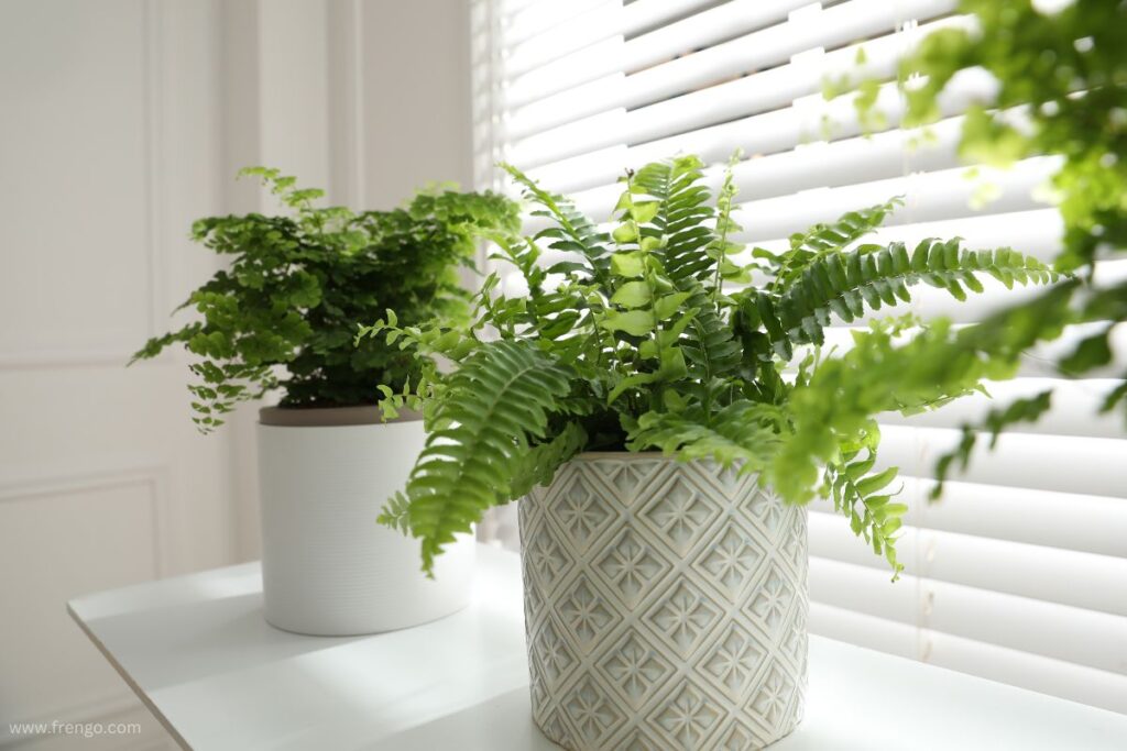 Boston Fern