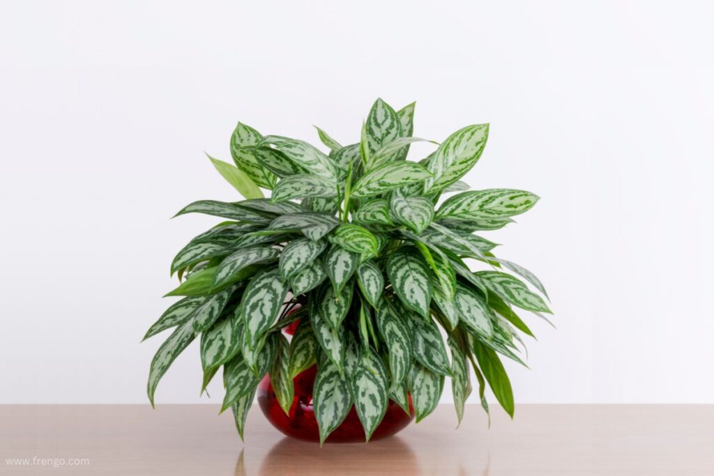 Chinese Evergreen