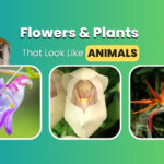 13 Unbelievable Flowers and Plants That Look Like Animals