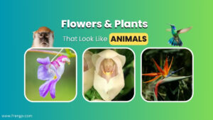 13 Unbelievable Flowers and Plants That Look Like Animals