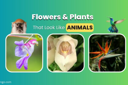 13 Unbelievable Flowers and Plants That Look Like Animals