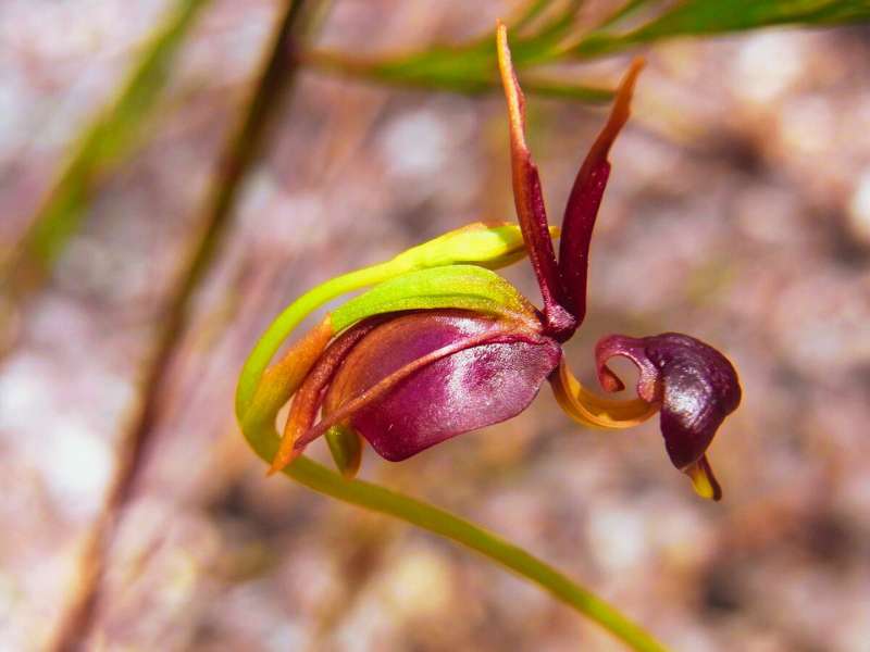 Flying Duck Orchid Plants That Look Like Animals