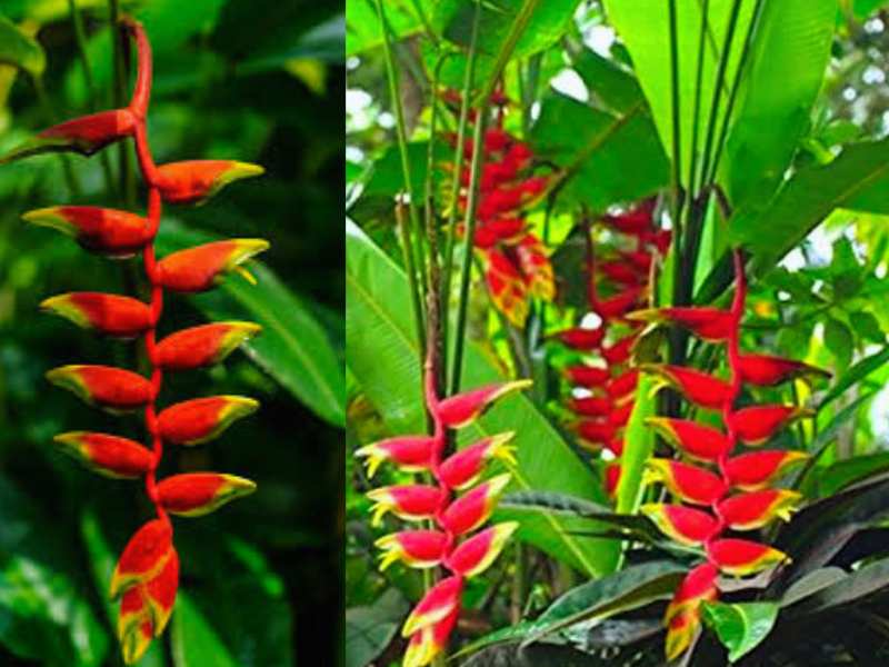 Lobster Claw Plant (Heliconia) Look Like Animals