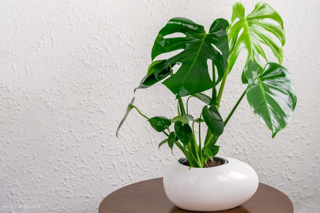 Monstera Deliciosa