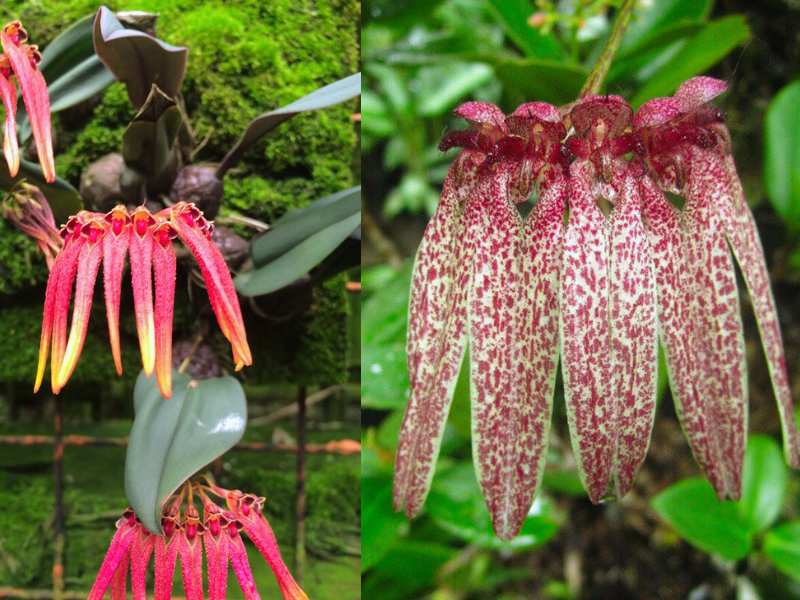 Octopus Plant (Cirrhopetalum) Look Like Animals