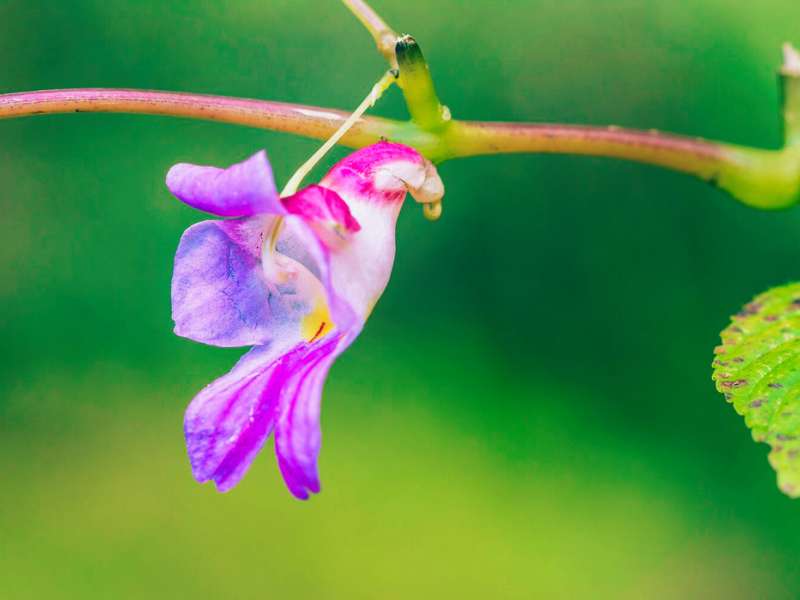 Parrot Flower That Look Like Animals