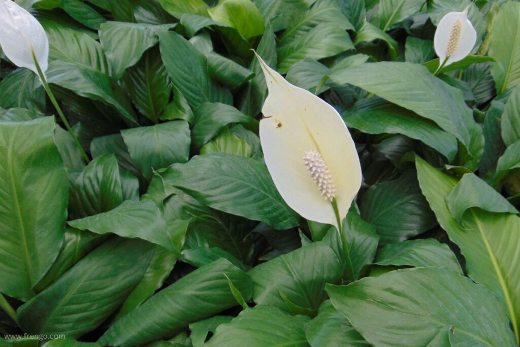 Peace Lily