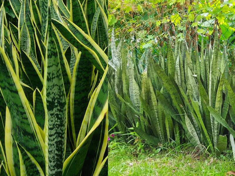 Snake Plant (Dracaena trifasciata) Like a Animals