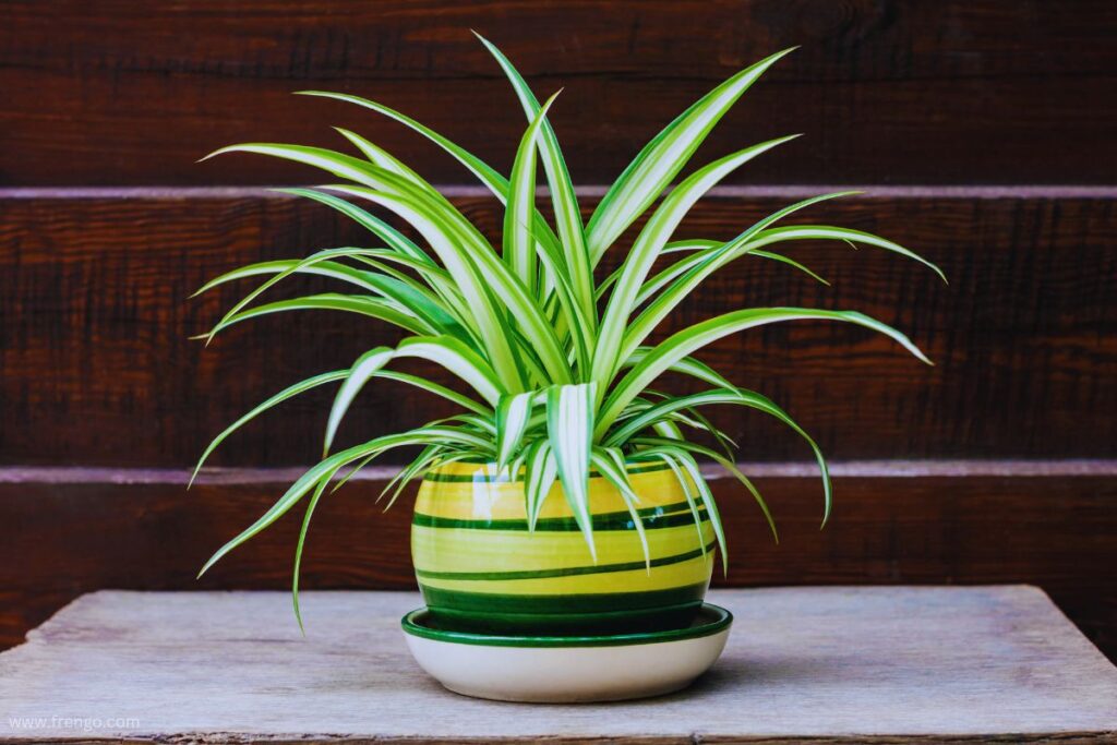 Spider Plant