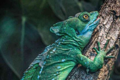 10 Most Amazing Animals That Can Change Color