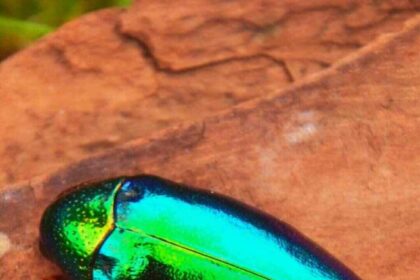 Jewel Beetle