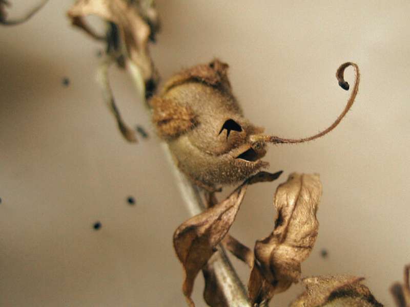 Snapdragon Seed Pods Plants That Look Like Animals